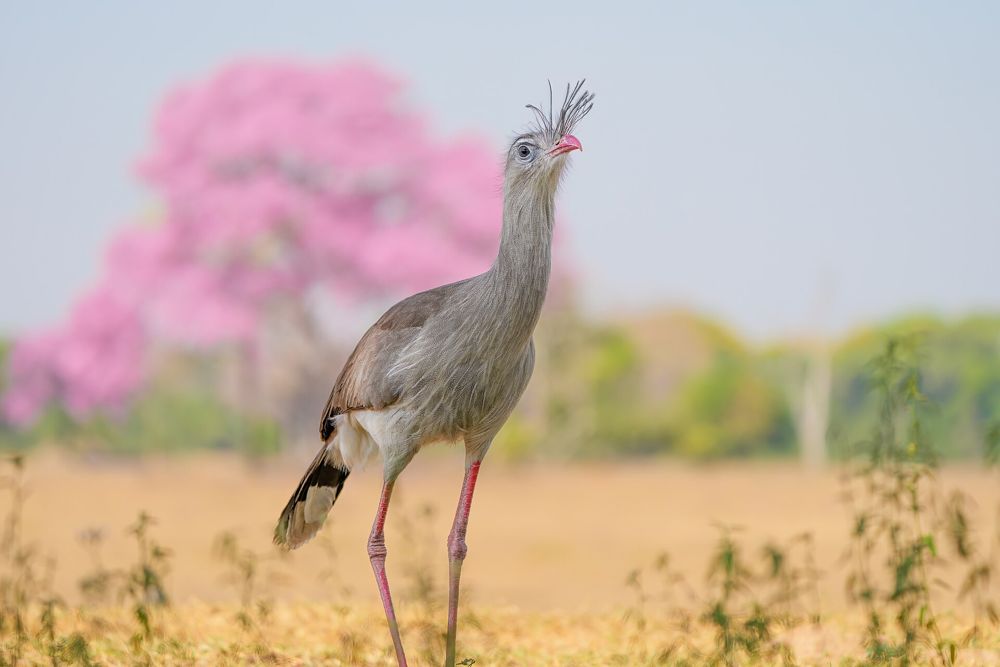 Seriema no campo de capim dourado, com um ipê-rosa florido ao fundo