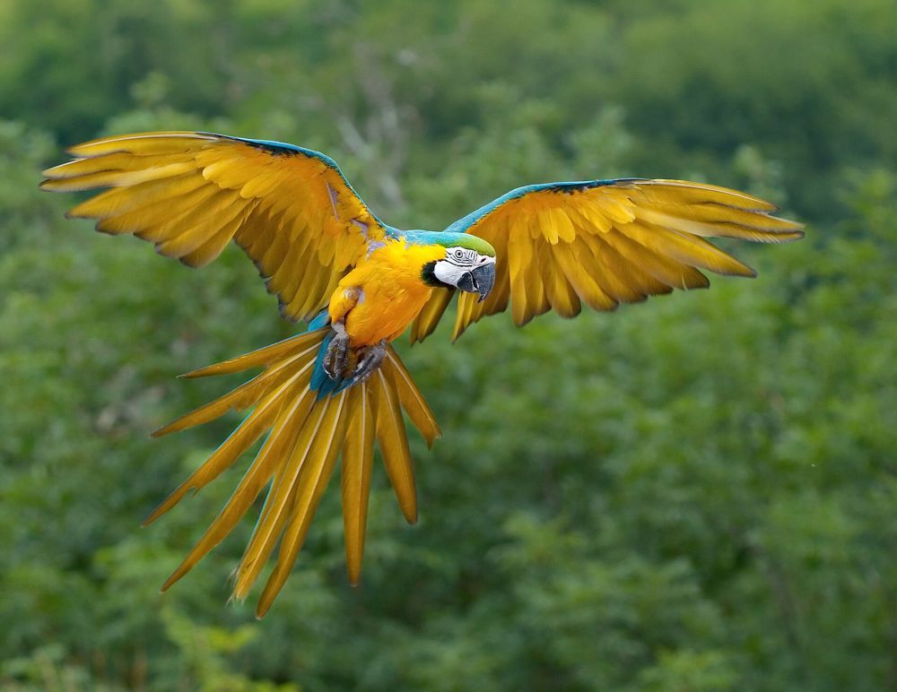 Arara-canindé azul e amarela voando de asas abertas sobre a mata