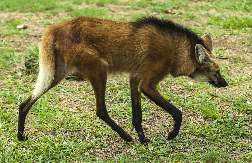 Lobo-guará de pelagem laranja e pernas pretas andando na grama