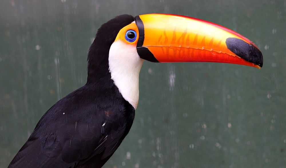 Tucano-toco de bico laranja com a ponta preta, visto de perfil